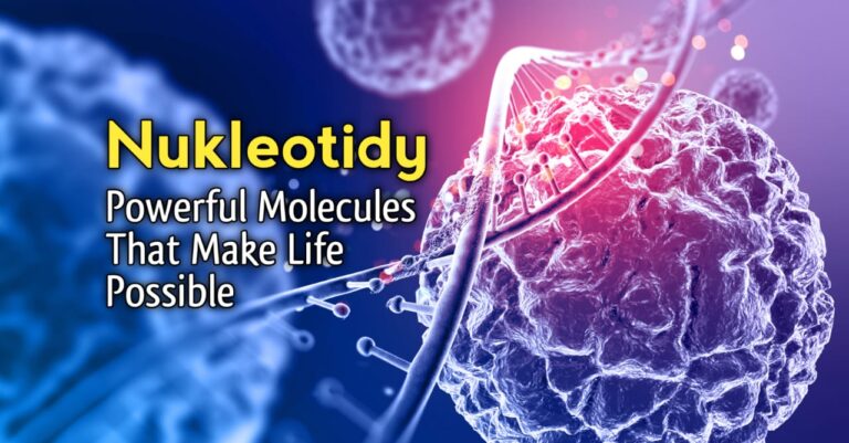 Nukleotidy