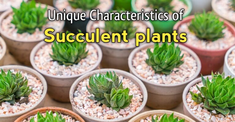 Succulent Plants