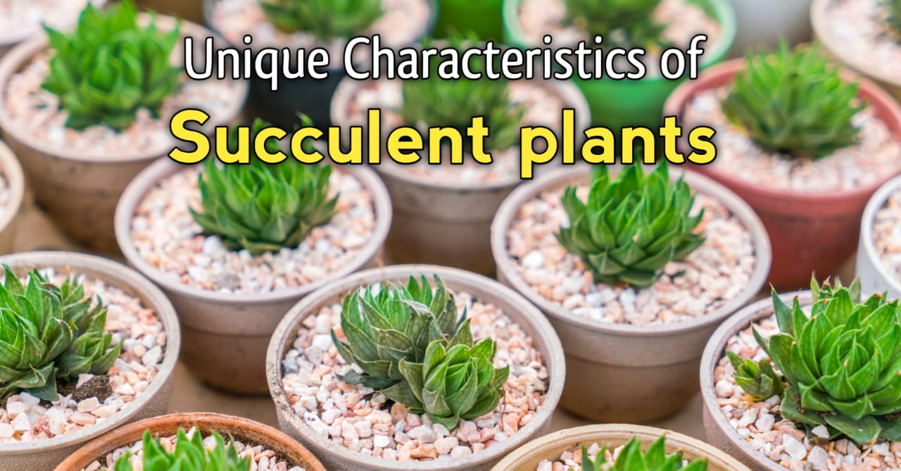 Succulent Plants